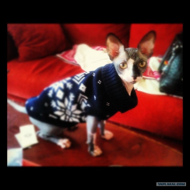 Котовторник  4.09.12