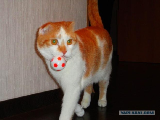 Новогодний Котовторник 01.01.2013