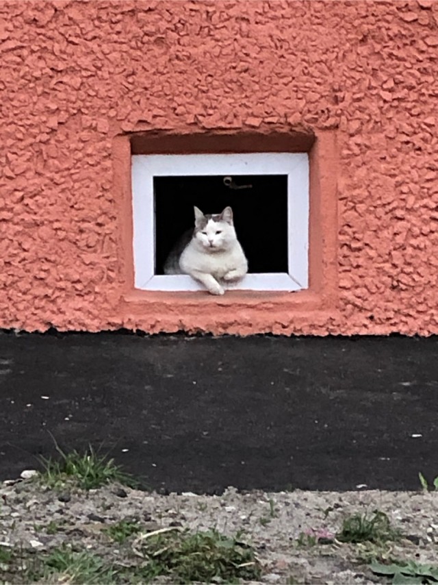 Задорные заборные котэ