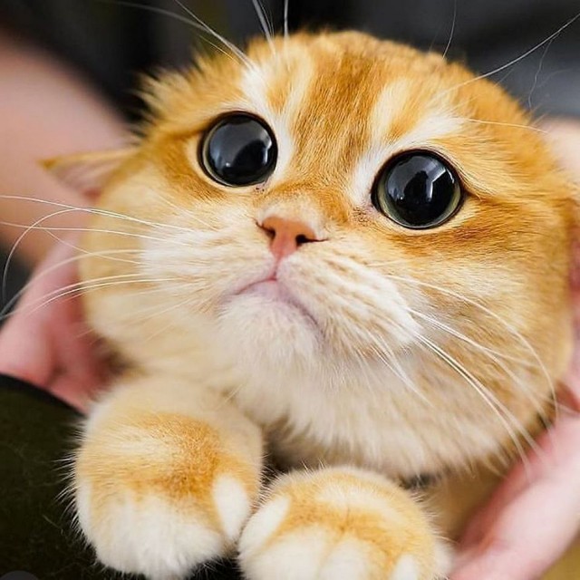 Эти забавные животные
