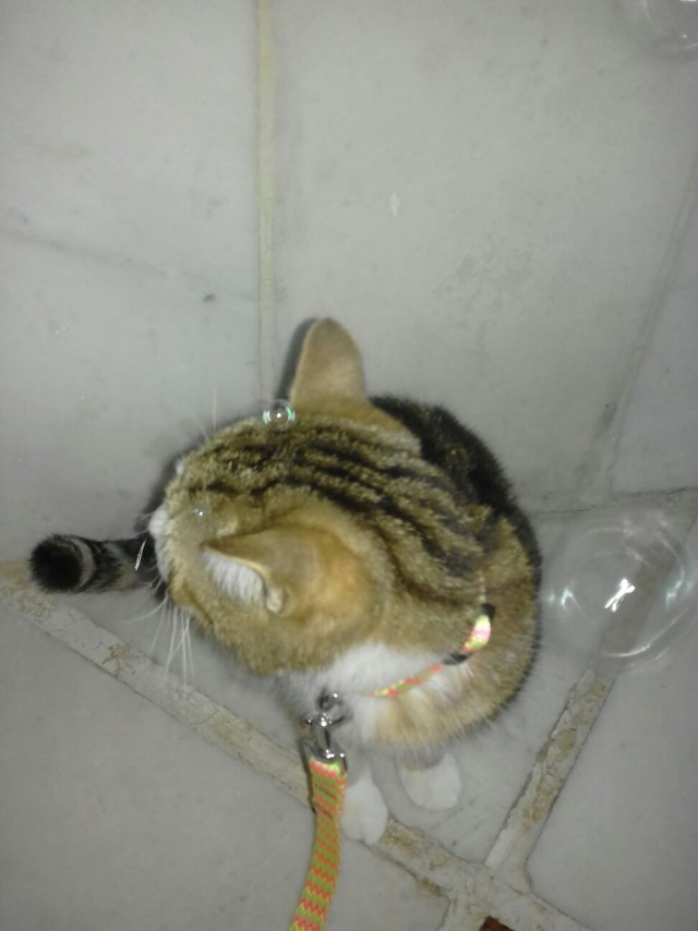 Эти забавные животные