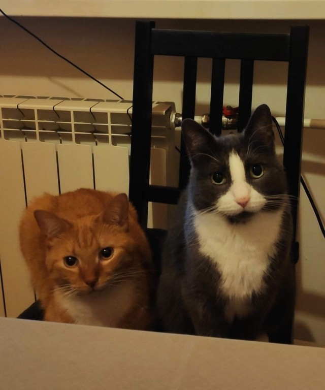 Кошки , кошечки, котяры 14.03.21
