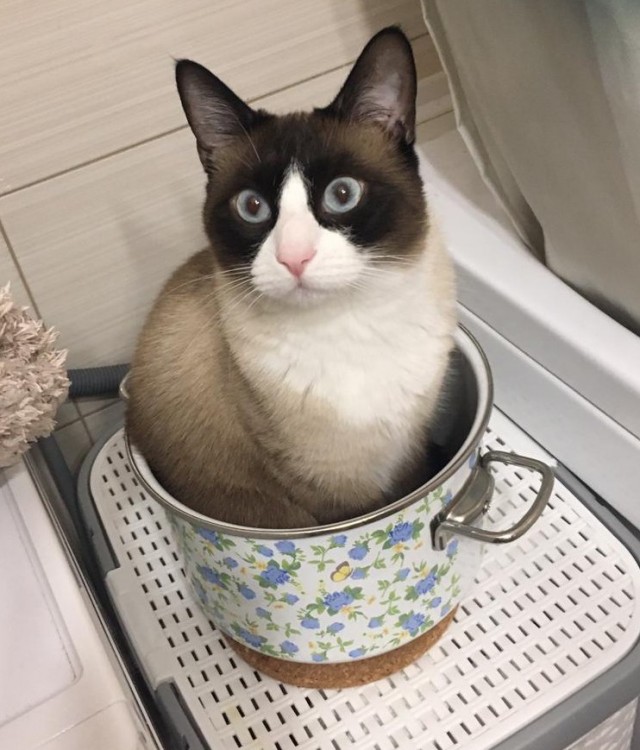 Мои личные котейки к котовторнику!