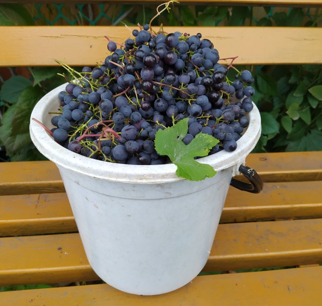 Дача (Хвастаемся). Не продаётся. Просто показываю. Красивое! Вспомним лето перед зимой