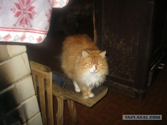 Жизнь домашнего приюта для котеек 372