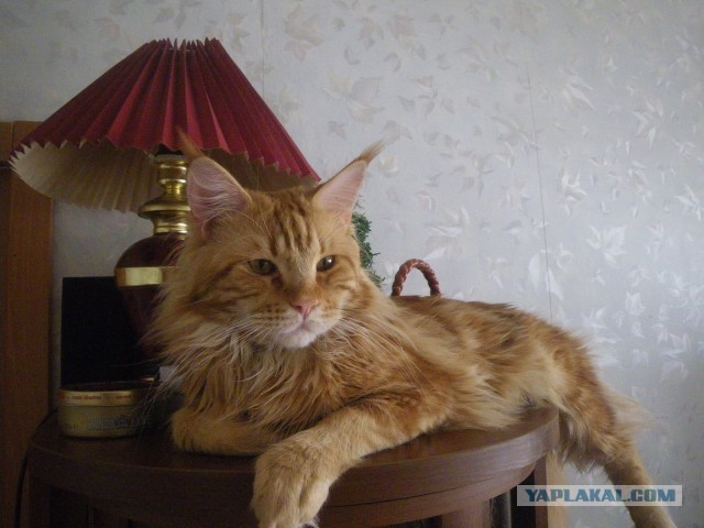 Кот Мейн-кун: царь домашних кошек!