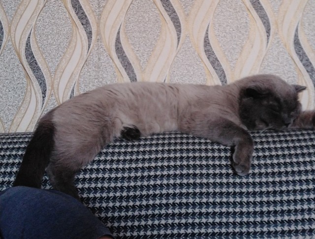 Котовторнику посвящается