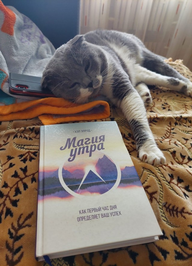 А это мой котан к котовторнику