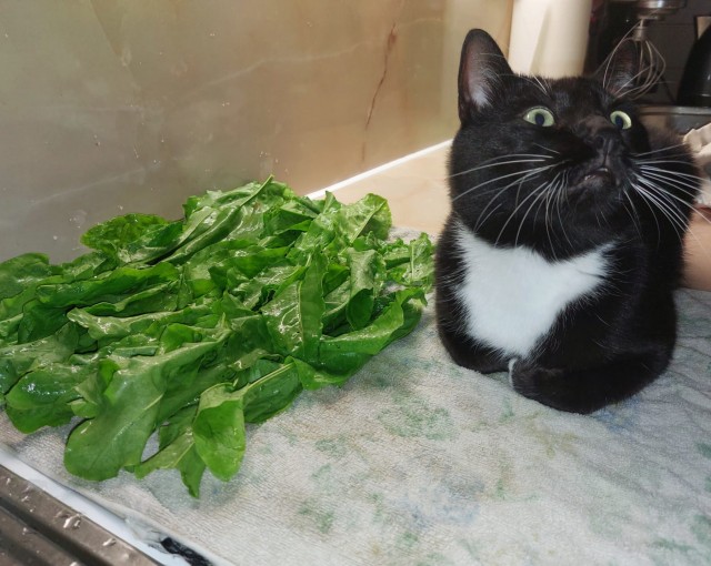 Начну котовторник чуть раньше!