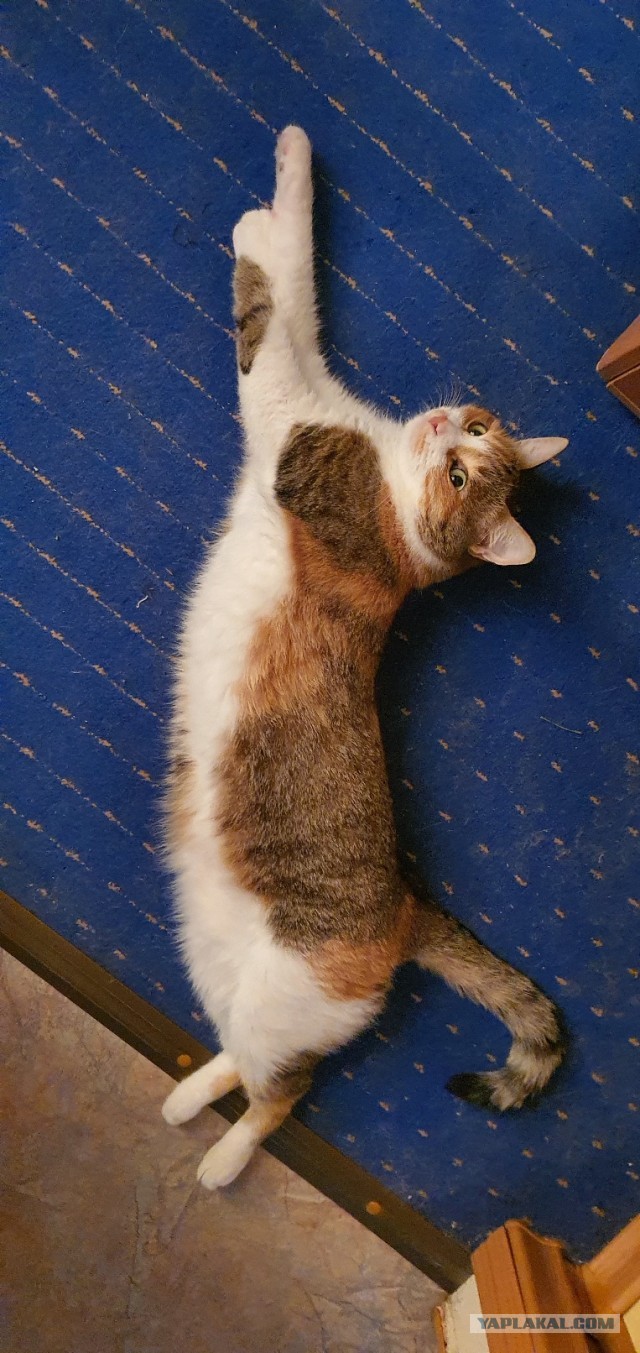 Вот вам