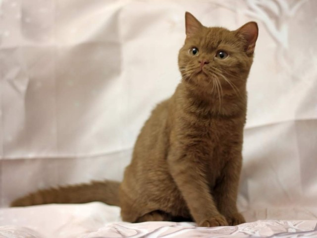 Кошкопортрет