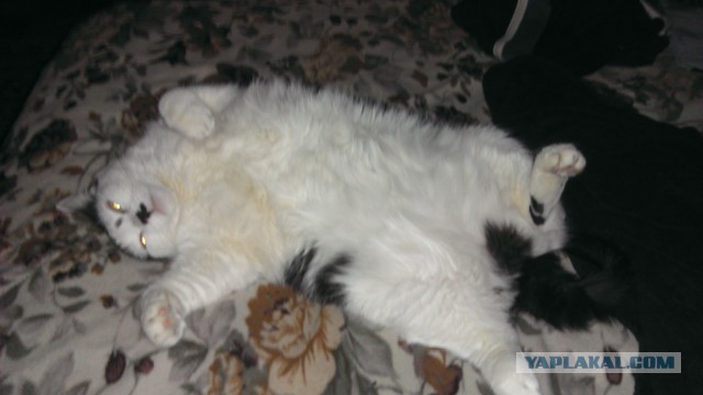 С ДНЕМ РОЖДЕНИЯ, ЯП!