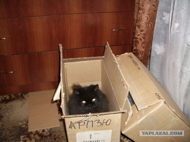 Коробочки наше фсё