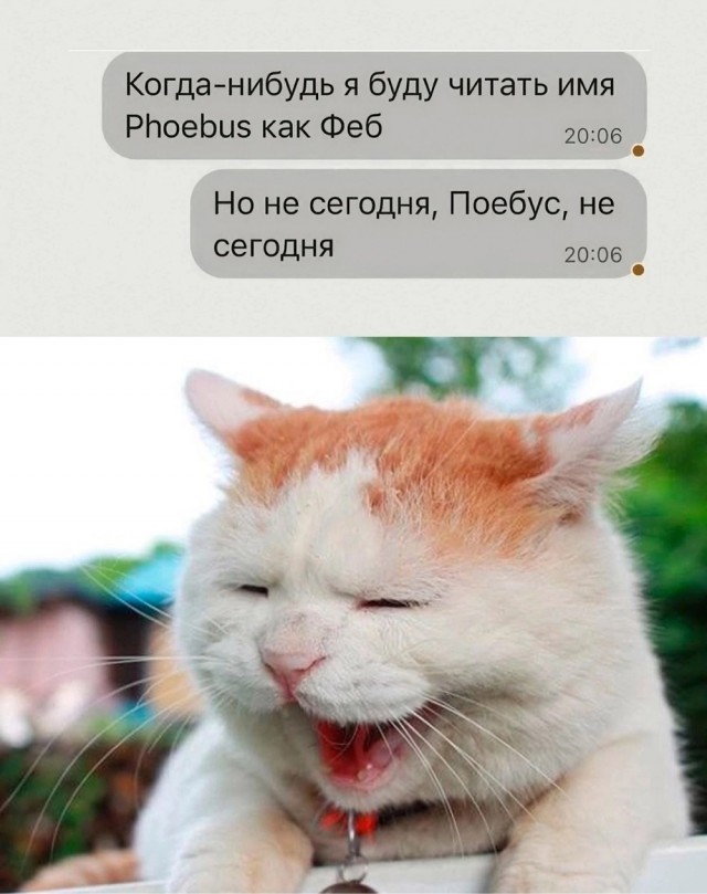Котовторник в картинках