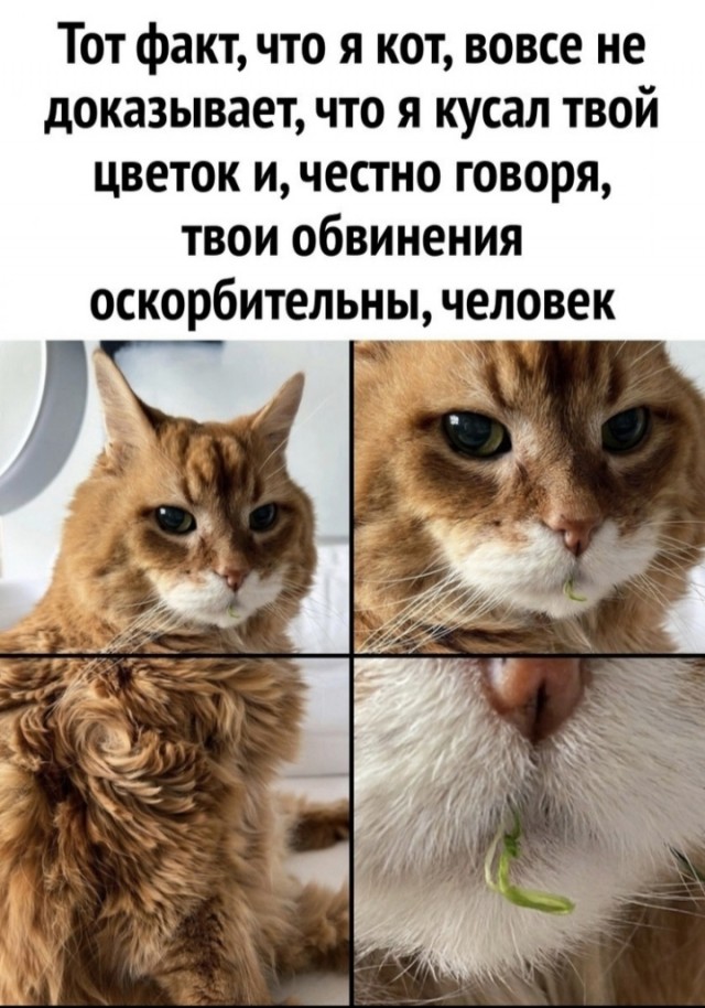 Так себе картинки 31.01.25