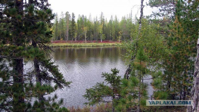 Красота! Лето на Ямале. Фото