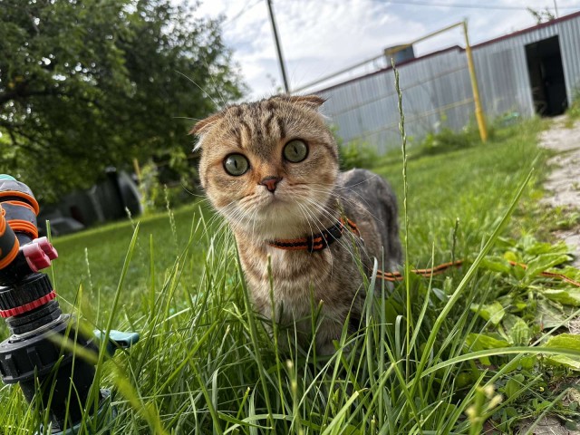 Ура! На дачу!