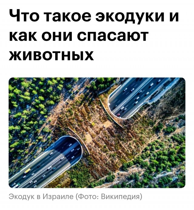 На выписку семимесячного кота Тайсона собрались десятки людей — беднягу выбросили из окна в начале сентября в Одинцово