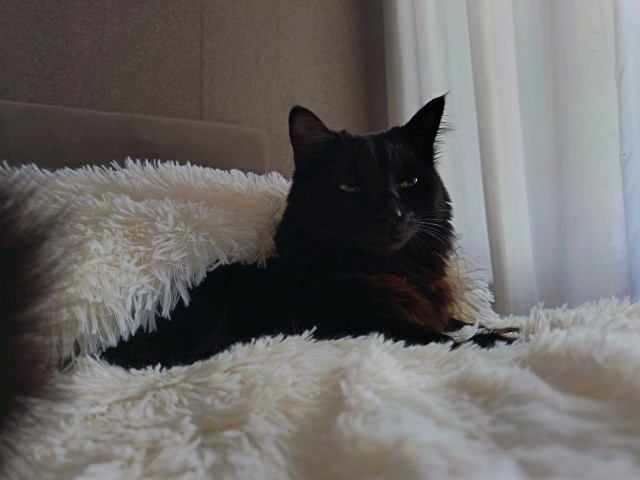 Чёрный котовторник