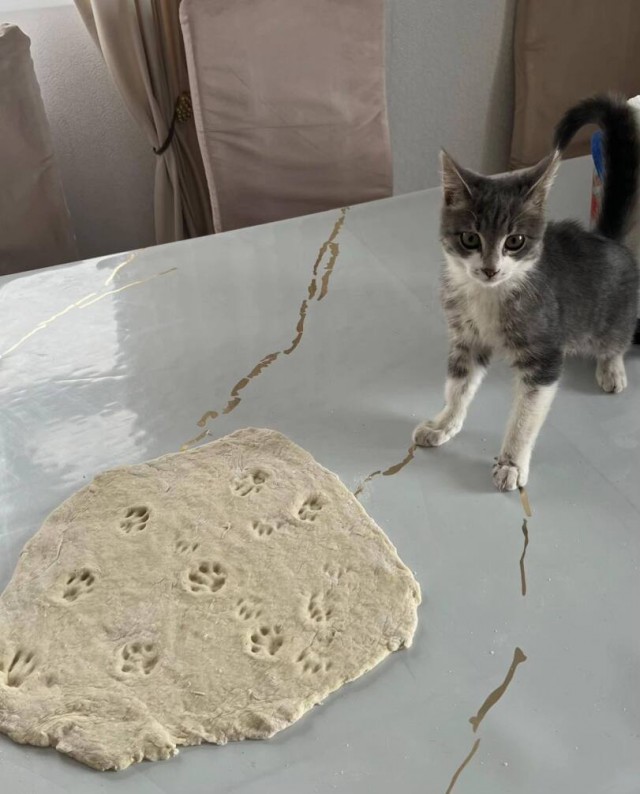 Шерстяные пидо.... братья наши меньшие