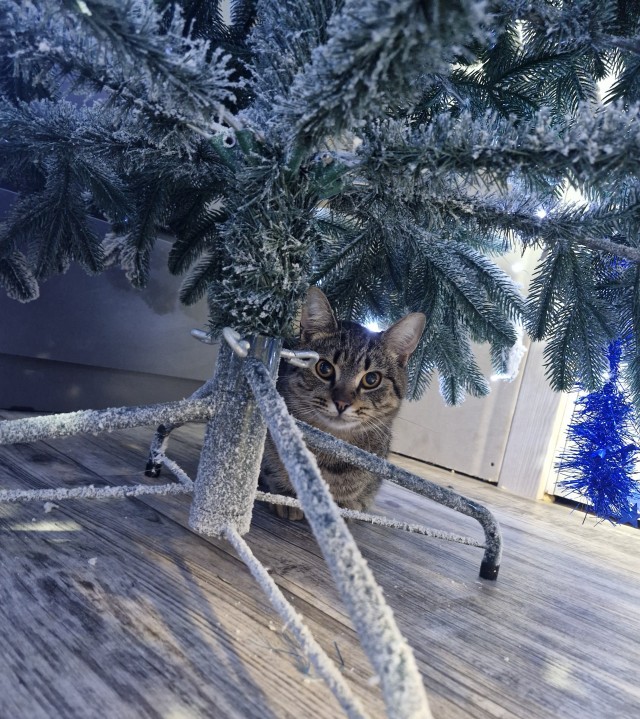 Котовторник,  кот Марс.