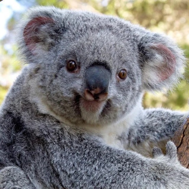 "Улыбки" животных