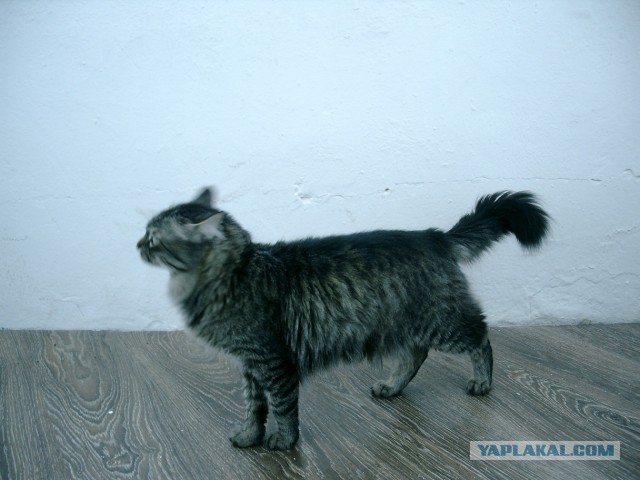 Котовторник 23.07.2013