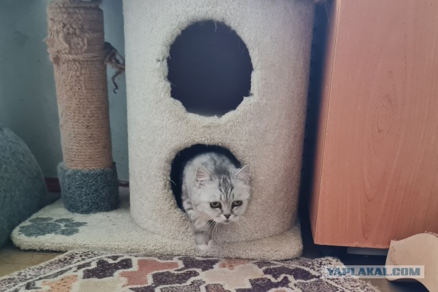 Котиков Вам в ленту