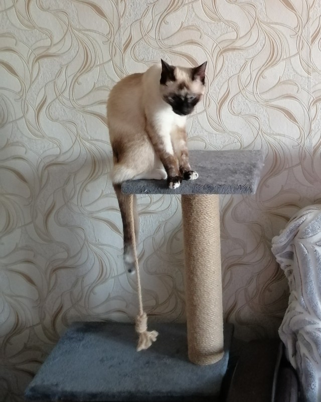 Сима. Детство. Успел к котовторнику))