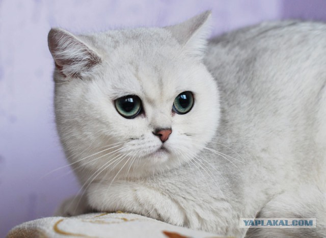 28 "котопирожков"