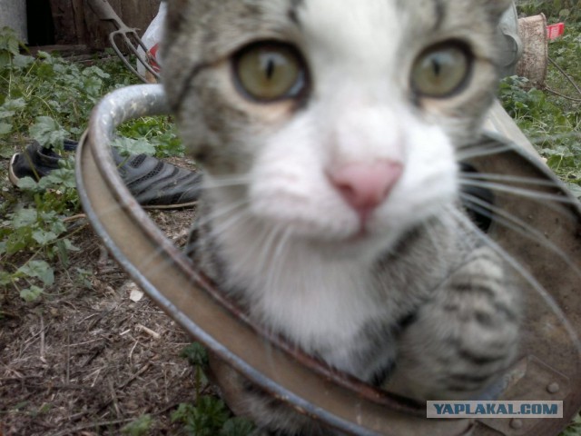 Котовторник 21.10.2014
