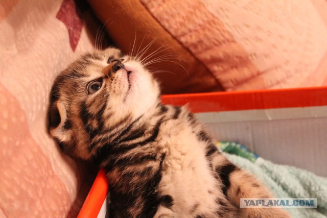 Котовторник 20.01.2015