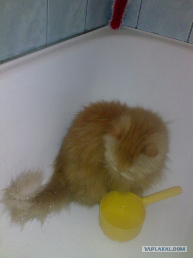 Котовторник 27.01.2015