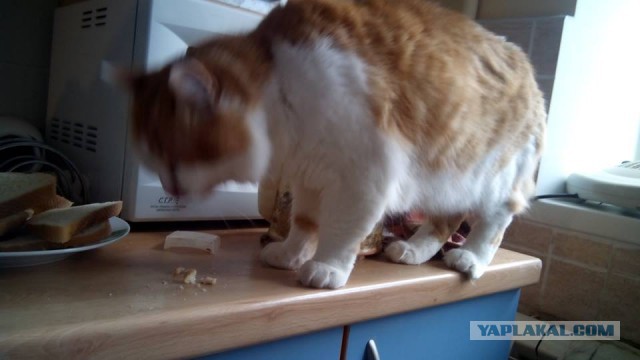 Котовторник
