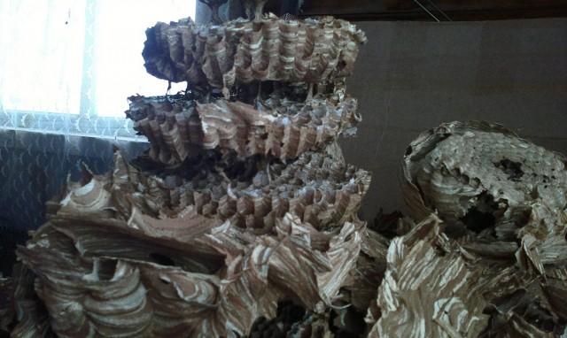 Коттедж опасных соседей