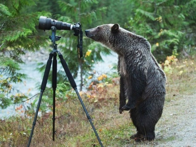 Животные и фотоаппарат