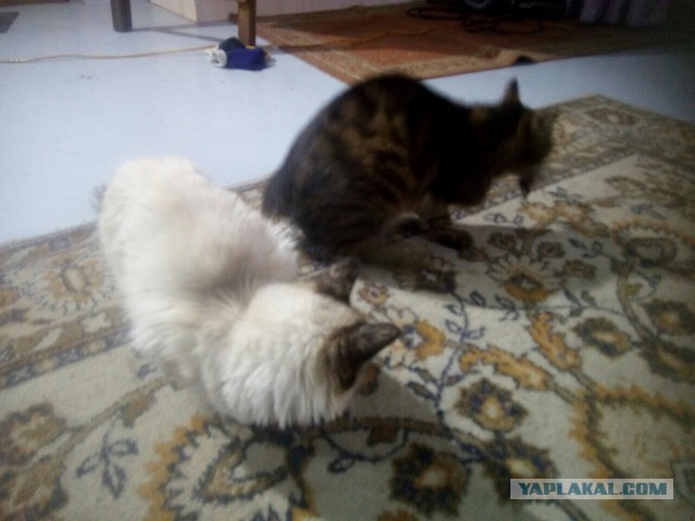 Котовторник 28.06.2016
