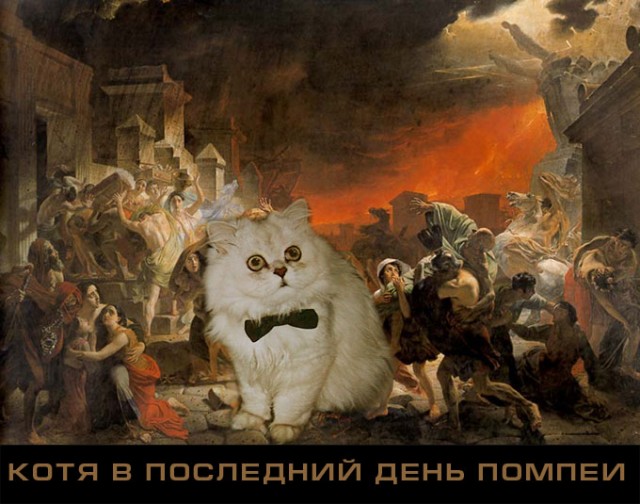 Котовторник: лента прикольных котов на 05.02!