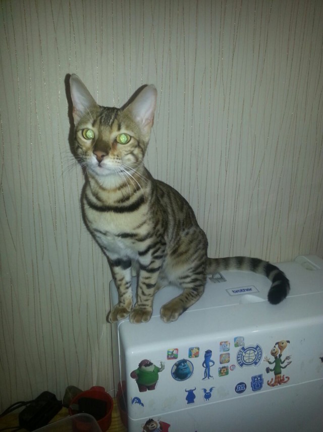 Котовторник 11/04/2017