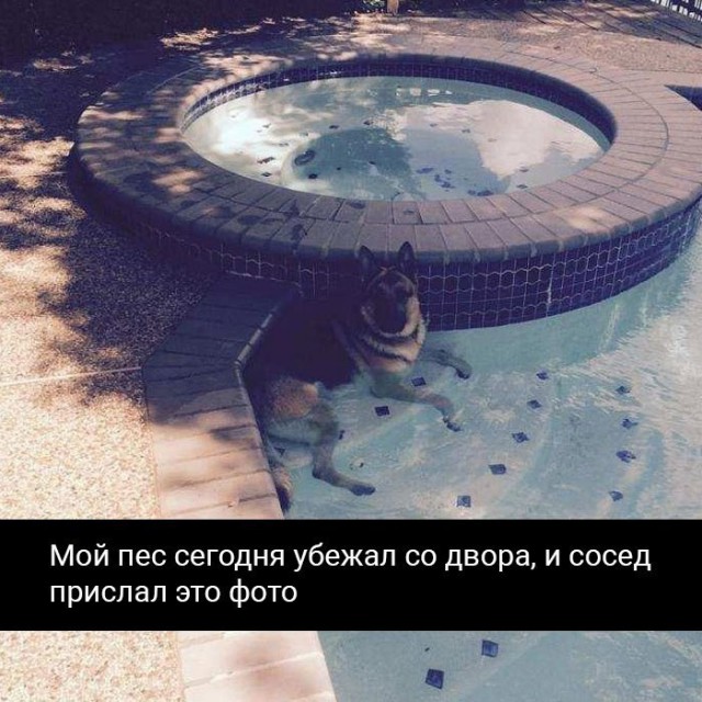 Подборка забавных животных