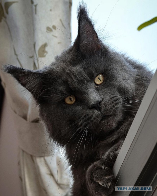 Котовторник 1.08.17