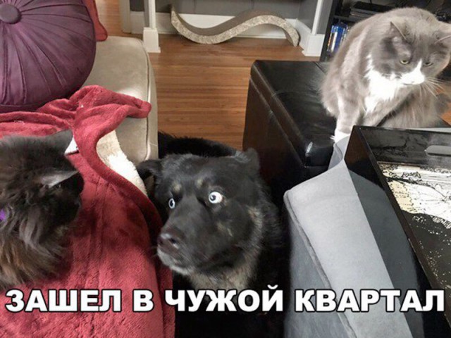 Подборка забавных животных