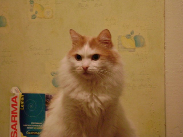 Котовторник на ЯПлакалъ (20.05.08), прикольные коты, добавляем свои!