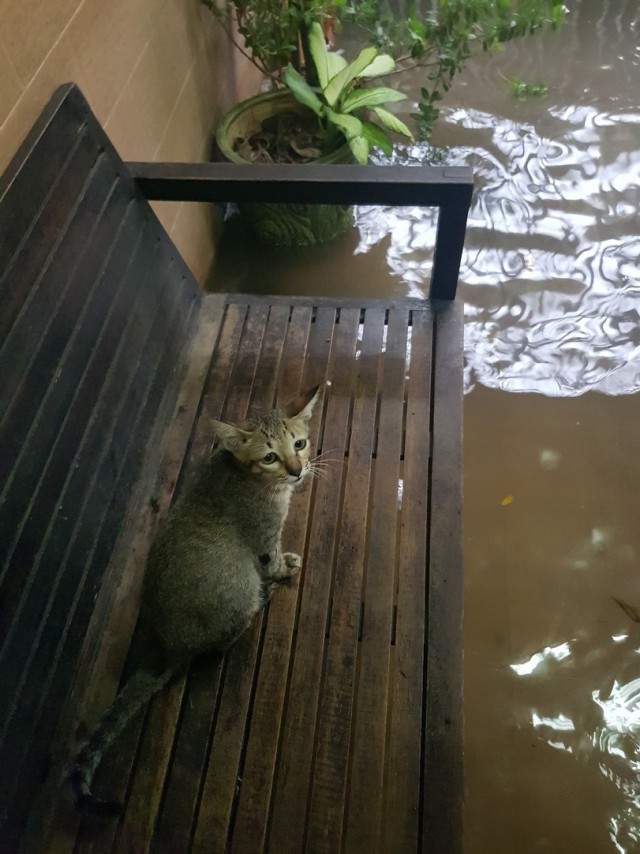 Прикольных котов пост