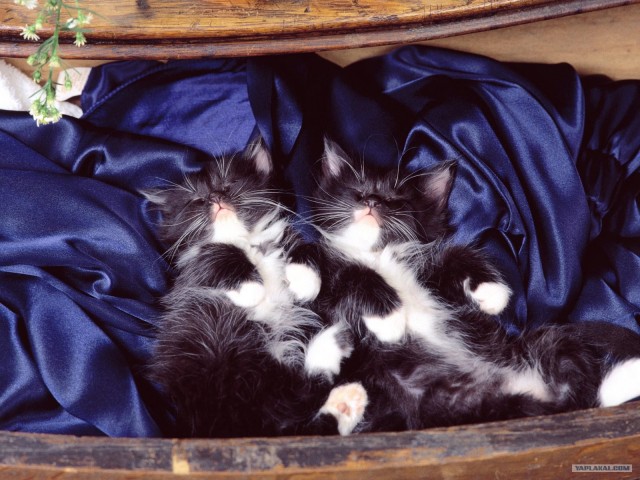 Котовторник на ЯПлакалъ