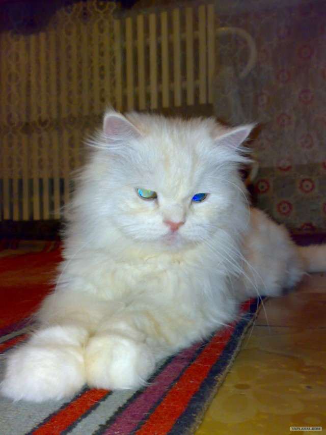 Кошарий