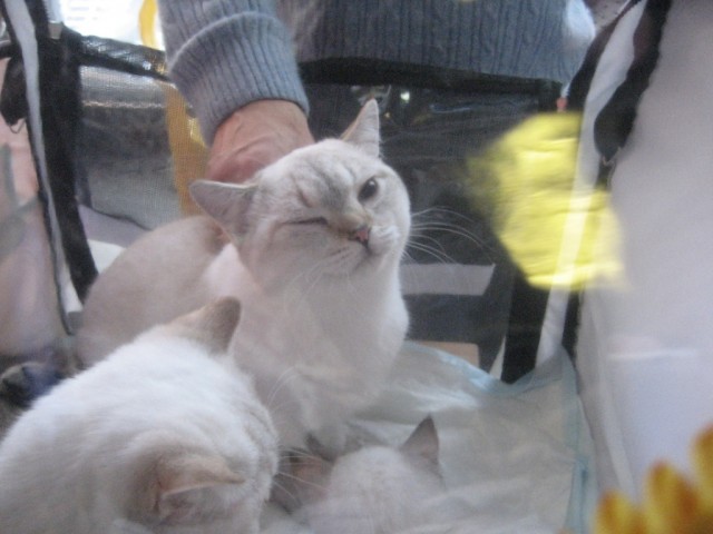 Котовторник 1.02.2011