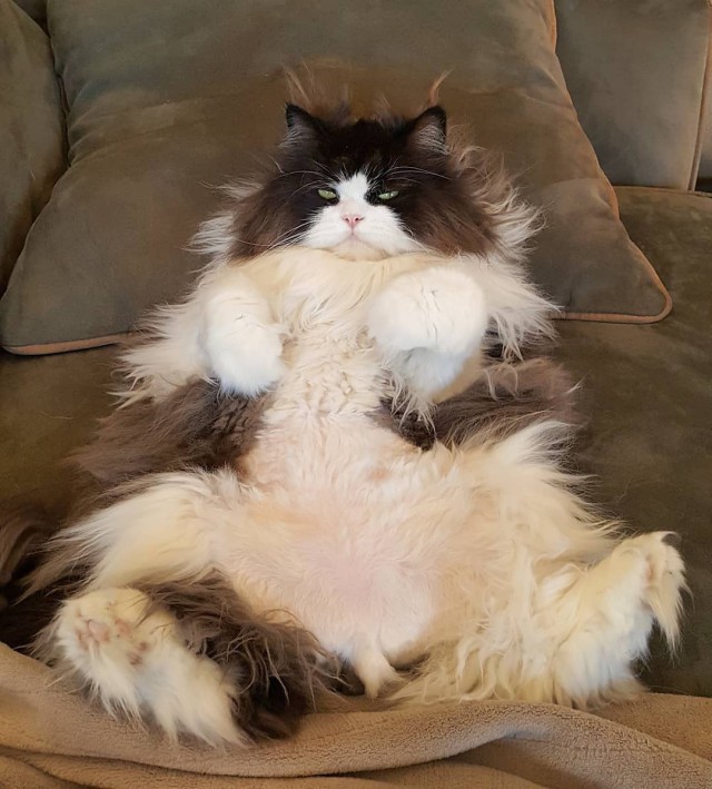 Прикольных котов пост