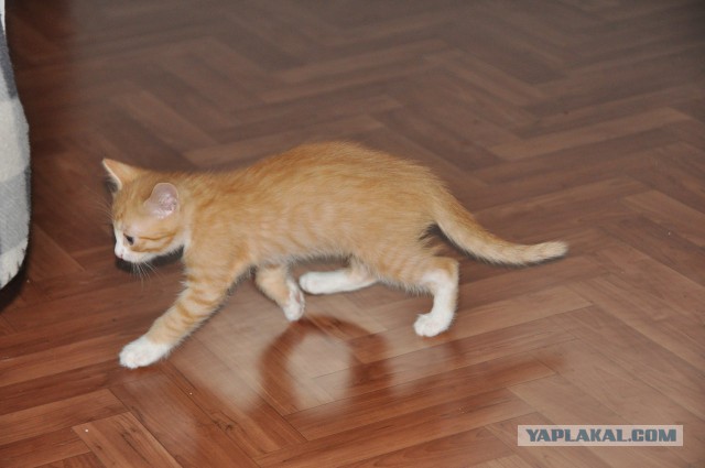 Котовторник 2019