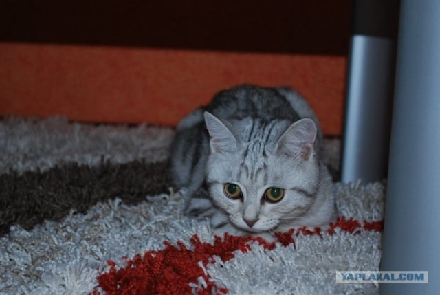 Котовторник 24.04.2012